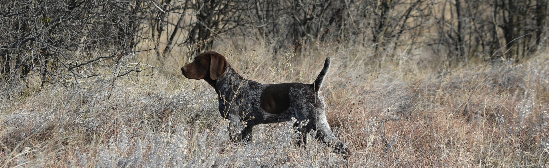 female-long-banner-point-1-6-2020 (1 of 1).jpg